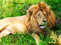 Lion & Safari Park